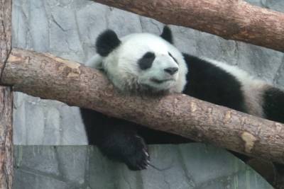 Видео поздравлений панд из Московского зоопарка восхитило Сеть
