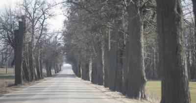 ГИБДД: в Калининградской области удвоилось количество наездов на деревья