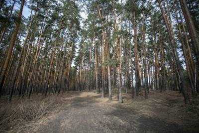 В Челябинской области в лесу у дороги незаконно вырубили деревья на ₽1,5 млн