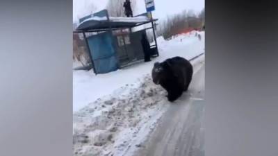 "Ты мой зайка!": гулявшему по Нижневартовску медведю ищут нового хозяина
