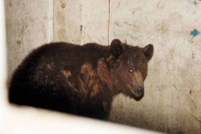 Медведю-дебоширу из Нижневартовска ищут нового хозяина