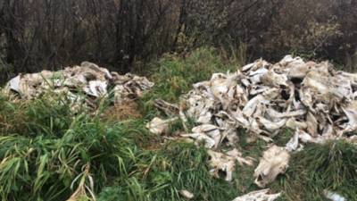 Сельхозпредприятие в Удмуртии оштрафовали за неправильную утилизацию биологических отходов