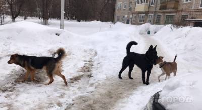 Отлов одной бродячей собаки в Чувашии обойдется в 9000 рублей