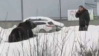 Новости на "России 24". Мужчина убегал от медведя в Нижневартовске: что грозит хозяину косолапого
