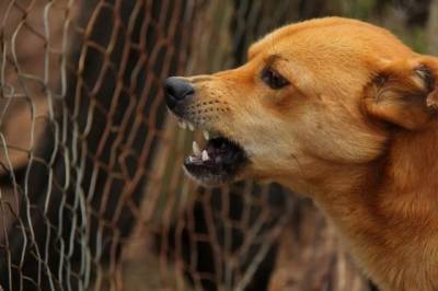 Кинолог рассказал, что может спровоцировать агрессивное поведение у собаки