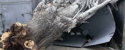 В Астрахани упавшее дерево раздавило гараж