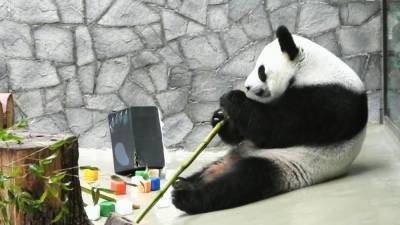 Пандам в московском зоопарке подарили их искусственных сородичей.