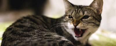 В Тамбове зафиксировали бешенство у домашней кошки