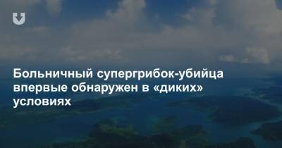 Больничный супергрибок-убийца впервые обнаружен в «диких» условиях