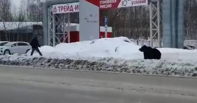 В российском Нижневартовске медведь бегал по улицам и бросался на людей: видео