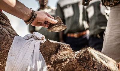 Фото дня: в Африке спасают от браконьеров носорогов, отпиливая им рог