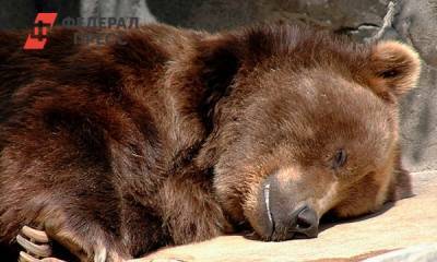 В Нижневартовске решили судьбу беглого медведя - fedpress.ru - Нижневартовск