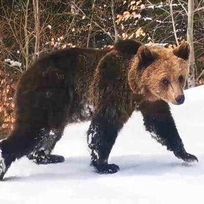 Пойманного утром в Нижневартовске бурого медведя временно усыпят