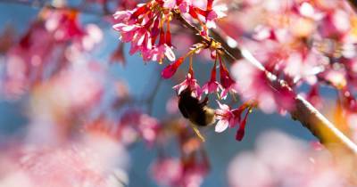Ханами по-калининградски: в Ботаническом саду рассказали, когда в городе зацветёт сакура