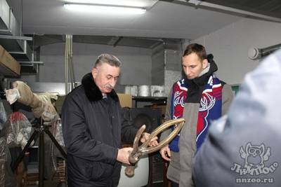 Главного тренера «Торпедо» Дэвида Немировски вооружили рогами