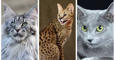 Любимец по цене квартиры: 12 самых дорогих пород кошек в мире