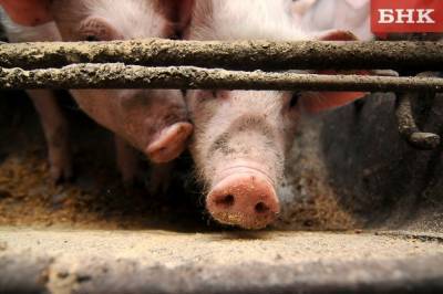 В Коми завершили изъятие свиней после вспышки африканской чумы