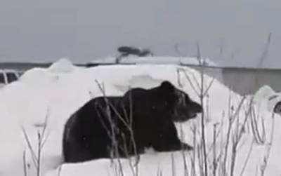 В Нижневартовске решают судьбу медведицы, которую не усыпили три укола снотворного