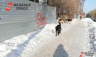 Ямальцы удивили Центр управления регионом жалобами на бродячих собак