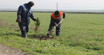 Вдоль международных автотрасс «Куляб-Фархор» и «Фархор-Пяндж» посадили декоративные деревья