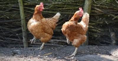 Украина возобновит экспорт курятины в ЕС