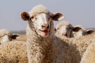 Поголовье мелкого рогатого скота в Ингушетии в 2021 году увеличат на 10 тысяч голов