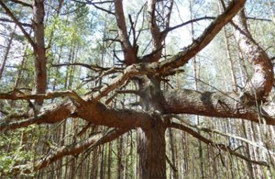 В Орловской области ищут необычные деревья
