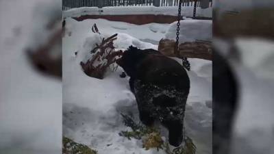 Вести. В зоопарке Екатеринбурга проснулся медведь Гай
