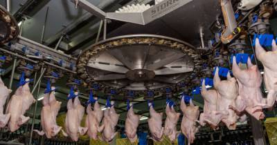 Бриджит Джонс - Тарас Качка - Украина возобновляет экспорт курятины в Евросоюз - tsn.ua