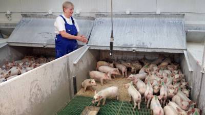 Власти Коми сообщили об изъятии свиней в карантинной зоне АЧС