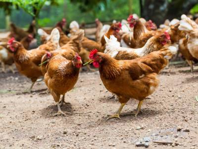 Украина возобновляет экспорт мяса птицы в ЕС – торгпред Украины Качка