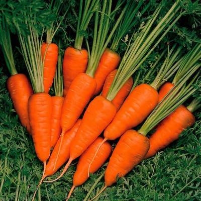Сорт моркови Каротель: описание, фото и отзывы