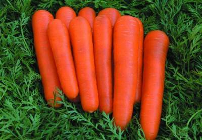 Сорт моркови Детская сладость: описание, фото и отзывы