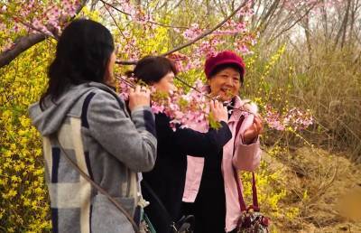Сезон цветения сакуры начался в Японии и Китае