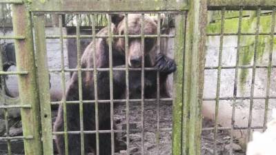 Зоозащитница рассказала о незавидной судьбе сбежавшей из плена медведицы