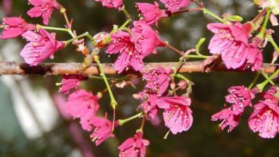 В Ботаническом саду цветет сакура свекольного цвета