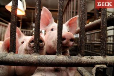 В Коми владельцам изъятых свиней компенсируют ущерб