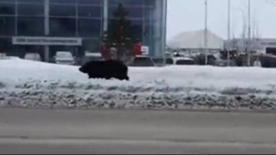 Бурый медведь бегает по улицам Нижневартовска — видео