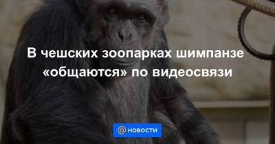 В чешских зоопарках шимпанзе общаются по видеосвязи