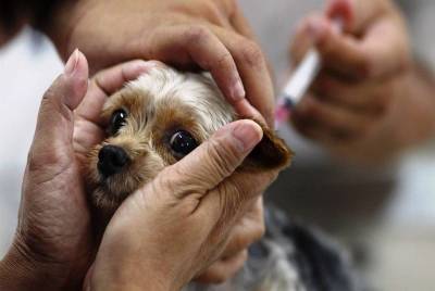 В Смоленске на следующей неделе стартует вакцинация животных от бешенства