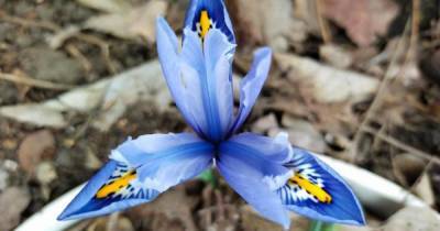 Настоящая красочная весна: в Одессе в ботаническом саду распускаются первоцветы (фото) (6 фото)