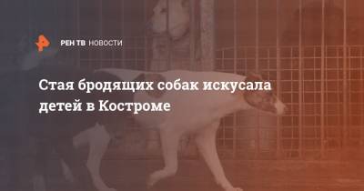 Стая бродящих собак искусала детей в Костроме