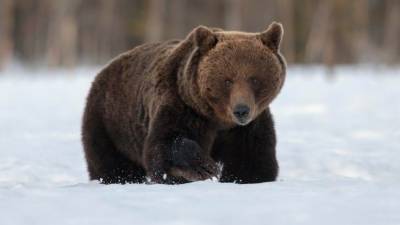 Как сложится судьба медведя, бросавшегося на людей в Нижневартовске — видео