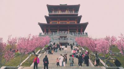 Жители Китая наслаждаются видом цветущей сакуры.