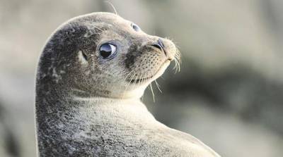 Британские телеведущие смеялись до слез, когда тюлень в эфире начал творить невообразимое (Видео)