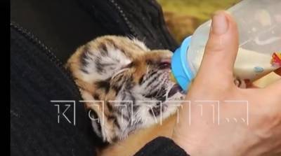 «Тигриные ясли» появились в нижегородском зоопарке