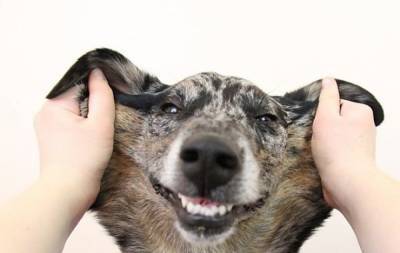 Слишком милые: фото собак, у которых от природы много лишней кожи
