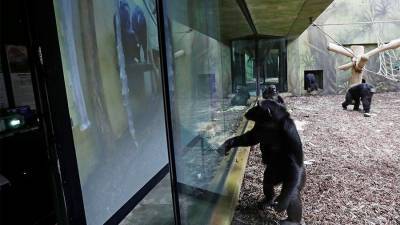 Шимпанзе из чешских зоопарков начали общаться по Zoom