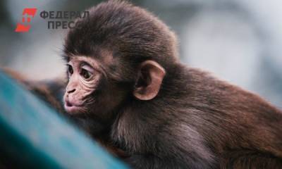 «Ведут себя как люди»: шимпанзе в чешских зоопарках стали общаться через Zoom
