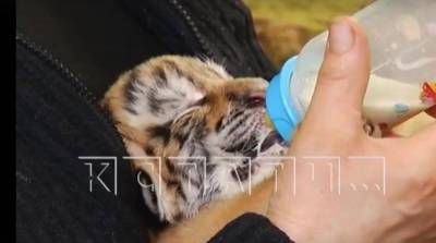 Тигриные ясли появились в нижегородском зоопарке